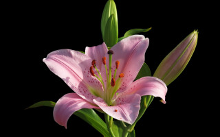 Pink flower green leaves black - a black background behind free wallpaper