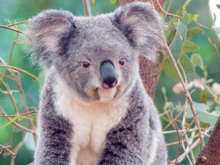 Koala bear sitting tree branch - a koala bear free wallpaper