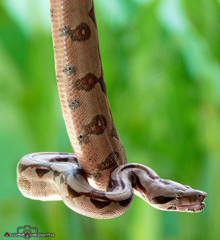 Snake hanging upside down branch 3 - free nature wallpaper for tablet