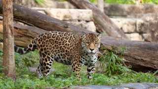 Leopard forest pile logs nature - a forest next free wallpaper