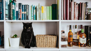 Black cat shelf books liquor - a black cat free wallpaper