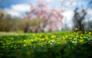 Green grass yellow flowers tree - green grass free wallpaper