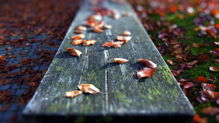 Wooden bench fall leaves bokeh - a wooden bench free wallpaper