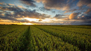 Sunset grass field path clouds - alan sutherland free wallpaper