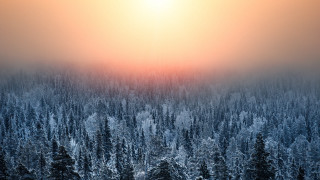 Snowy forest foggy sky volumetric - volumetric light free wallpaper for desktop