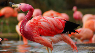 Pink flamingo water background colorful - celia fiennes free wallpaper