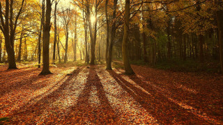 Autumn woods leaves fence city - orange leaf free wallpaper