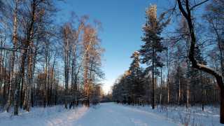 Snowy forest road blue sky - tree and snow free wallpaper