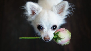 Small white dog flower mouth - a sad look free wallpaper