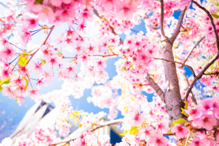 Pink sakura blossoms tree building - free spring wallpaper for desktop