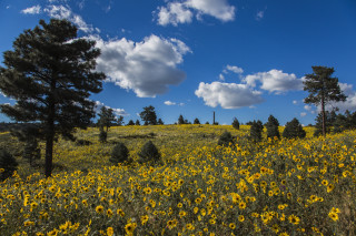 Yellow flowers trees blue sky 2 - wide angle len free wallpaper