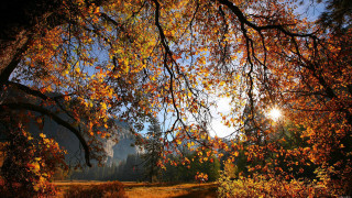 River trees fall colors sunshine - the background and sun free wallpaper