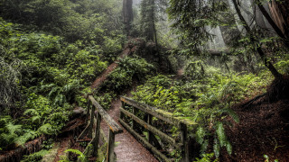 Wooden bridge forest path nature - the top free wallpaper for desktop