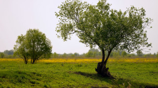 Tree field sunset yellowflowers shallow - a tree in a field free wallpaper