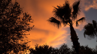 Silhouetted palm tree sunset clouds - dave arredondo free wallpaper