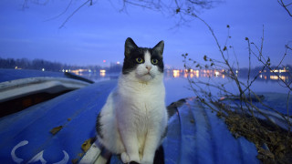 Cat boat night moon trees - chippy free wallpaper for desktop
