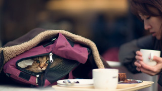Cat backpack coffee cozy blurry - coffee free wallpaper