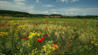Flower field cloudy sky house - ferenc joachim free wallpaper