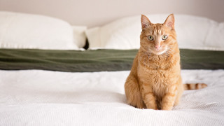 Curious cat on bed white - curious free wallpaper