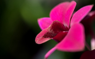 Pink flower green blurry petals - focus free wallpaper