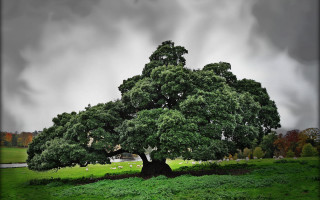 Large tree grassy field cloudy - sheep free wallpaper