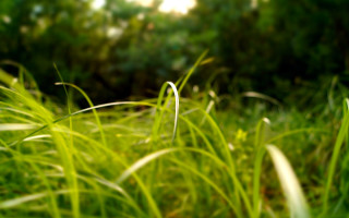 Blurry grass trees sunlight bokeh - the background and sunlight free wallpaper