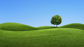 Lone tree grassy field blue 4 - a lone tree free wallpaper
