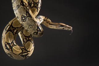 Large snake curled dark room - someone free wallpaper