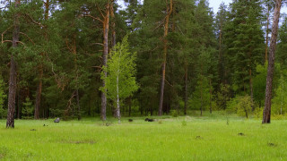 Field trees grass bear primivitism - the middle of it free wallpaper