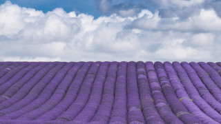 Lavender field cloudy sky rural - rural free wallpaper