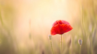 Red flower macro field sunset - the grass behind free wallpaper