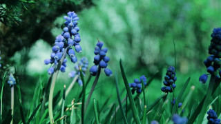 Blue flowers field shallow depth 2 - de hirsh margule free wallpaper