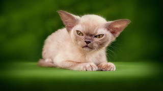 Small kitten green eyes green - a green surface free wallpaper