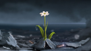 Flower rock snow darksky bloom - a single flower free wallpaper