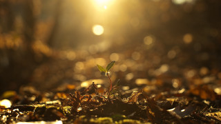 Small plant sunlight forest bokeh - arthur quartley free wallpaper for desktop
