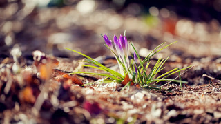 Purple flower sunset battle blurry - florianne becker free wallpaper