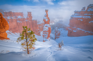 Lone tree snow mountain sky - a lone tree free wallpaper