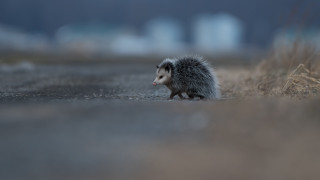 Hedgehog road field buildings tiltshift - dry grass free wallpaper