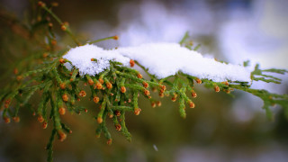 Snow branch buds macro christmas - branch free wallpaper for desktop