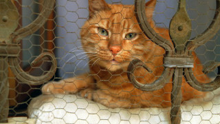 Cat pillow fence metal gate - mesh wire free wallpaper