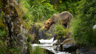 Brown bear walking river trees - a brown bear free wallpaper for desktop