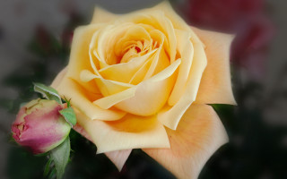Yellow rose pink bud rococo - a yellow rose free wallpaper