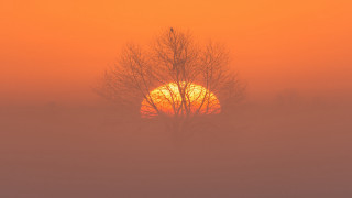 Foggy sunrise tree bird autumn - sunrise free wallpaper