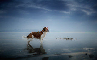 Dog water distance sky clouds - a dog free wallpaper for desktop