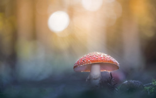 Mushroom woods sunbeams backlit macro - a mushroom free wallpaper