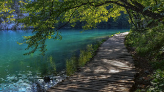 Wooden walkway lake dock trees - a wooden walkway free wallpaper