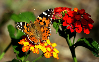 Butterfly flower ecological art macro - other flower free wallpaper