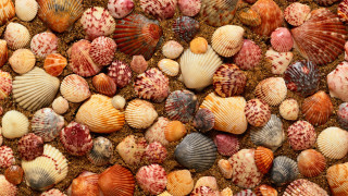 Colorful shells beach sand lanterns - deep free wallpaper for desktop