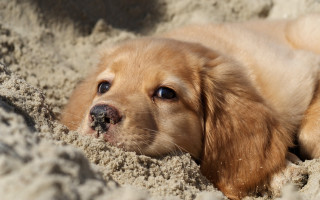 Dog sand hole surreal cute - surrealism free wallpaper for desktop