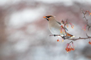 Bird branch berries beak blurry - david begbie free wallpaper